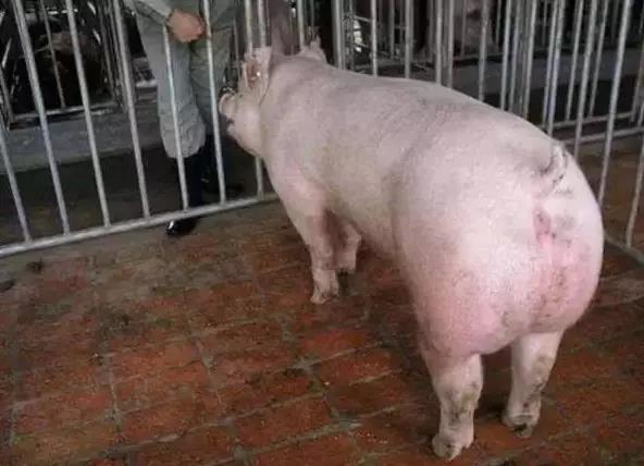 ��һ׌����ι�����������ޡ���QȦ�����ί�����֪���@�Ǹ�ʲô�Ć᣿