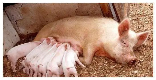 ��̝��Ҳ̝���@��(ch��ng)�ɱ���(j��ng)ِ���󼯈F(tu��n)��Сɢ���l�ܿ������