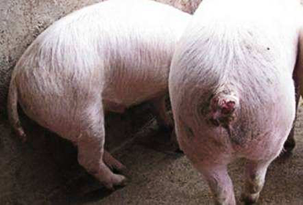 �iҧβ����ʲôԭ��?q��)��µģ���ô��Q��